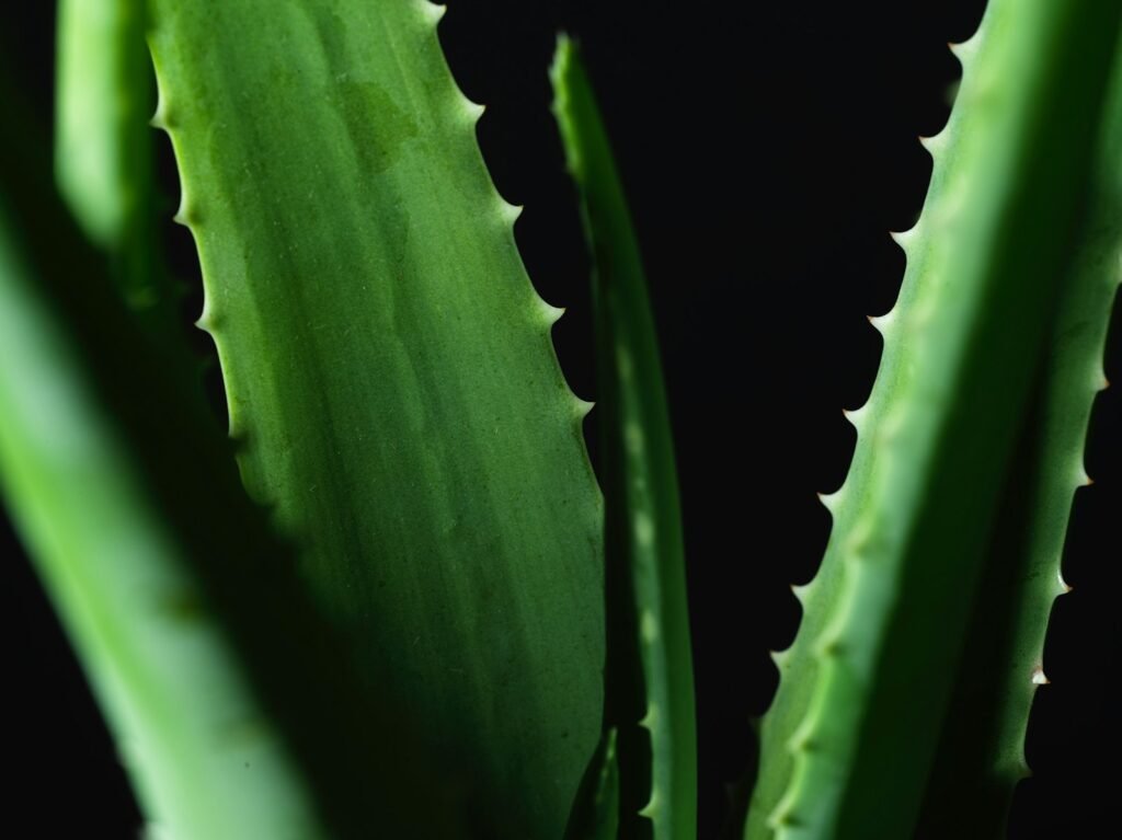 Close-up of fresh aloe vera plant leaves