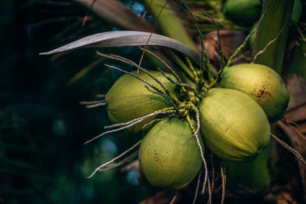 Fresh coconut water for hydration