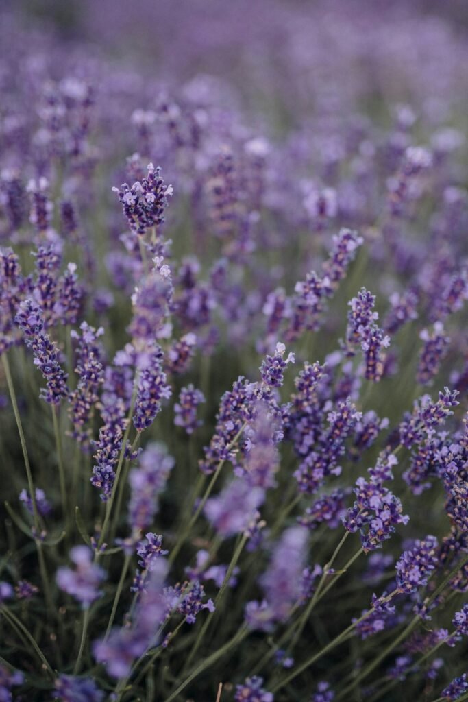 Bottle of lavender essential oil with fresh lavender sprigs
