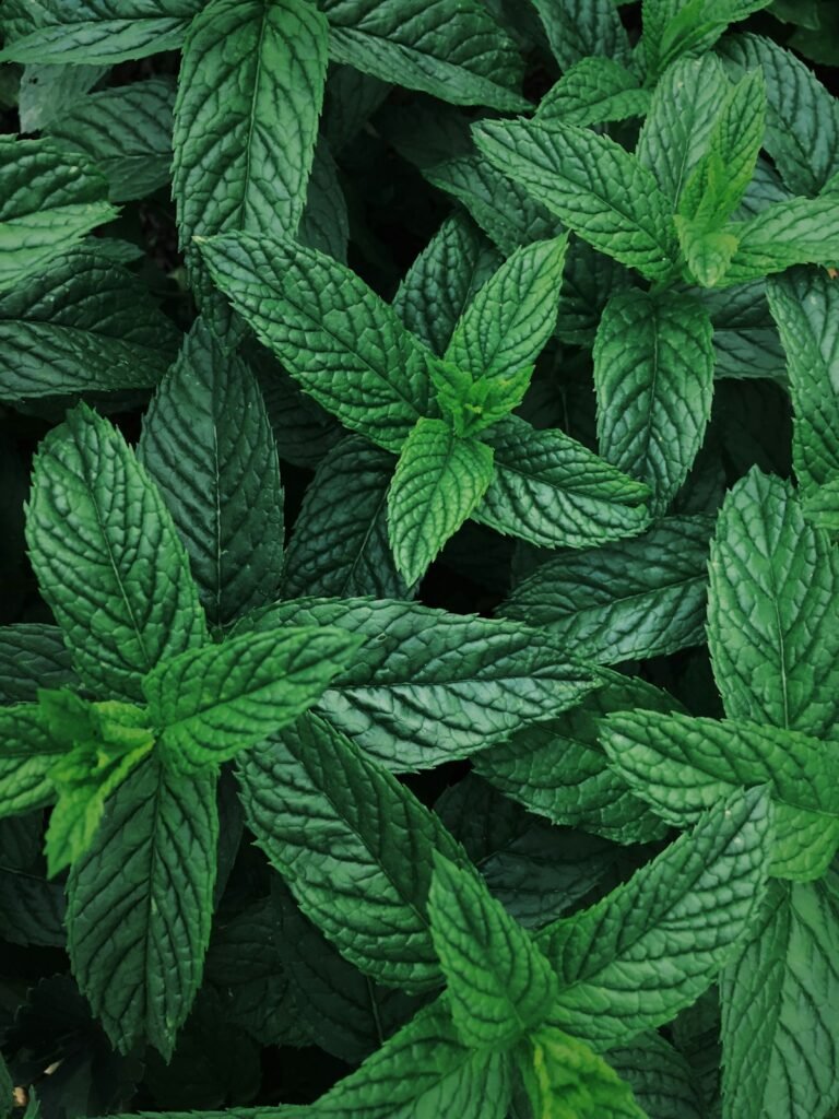 Bottle of peppermint oil with fresh mint leaves