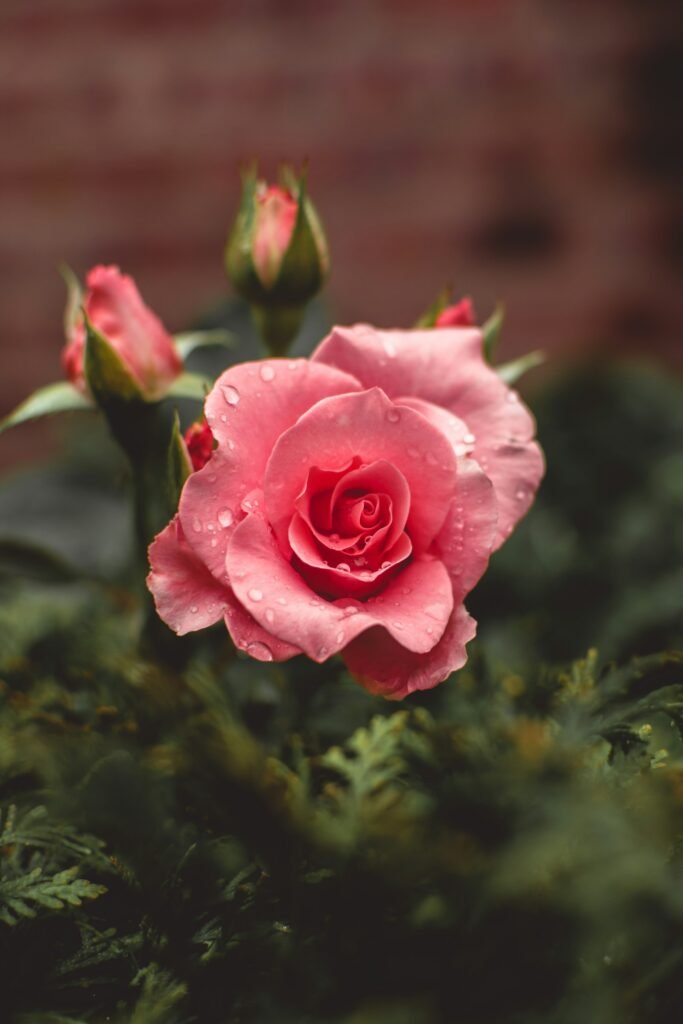 Close-up of a dew-covered pink rose